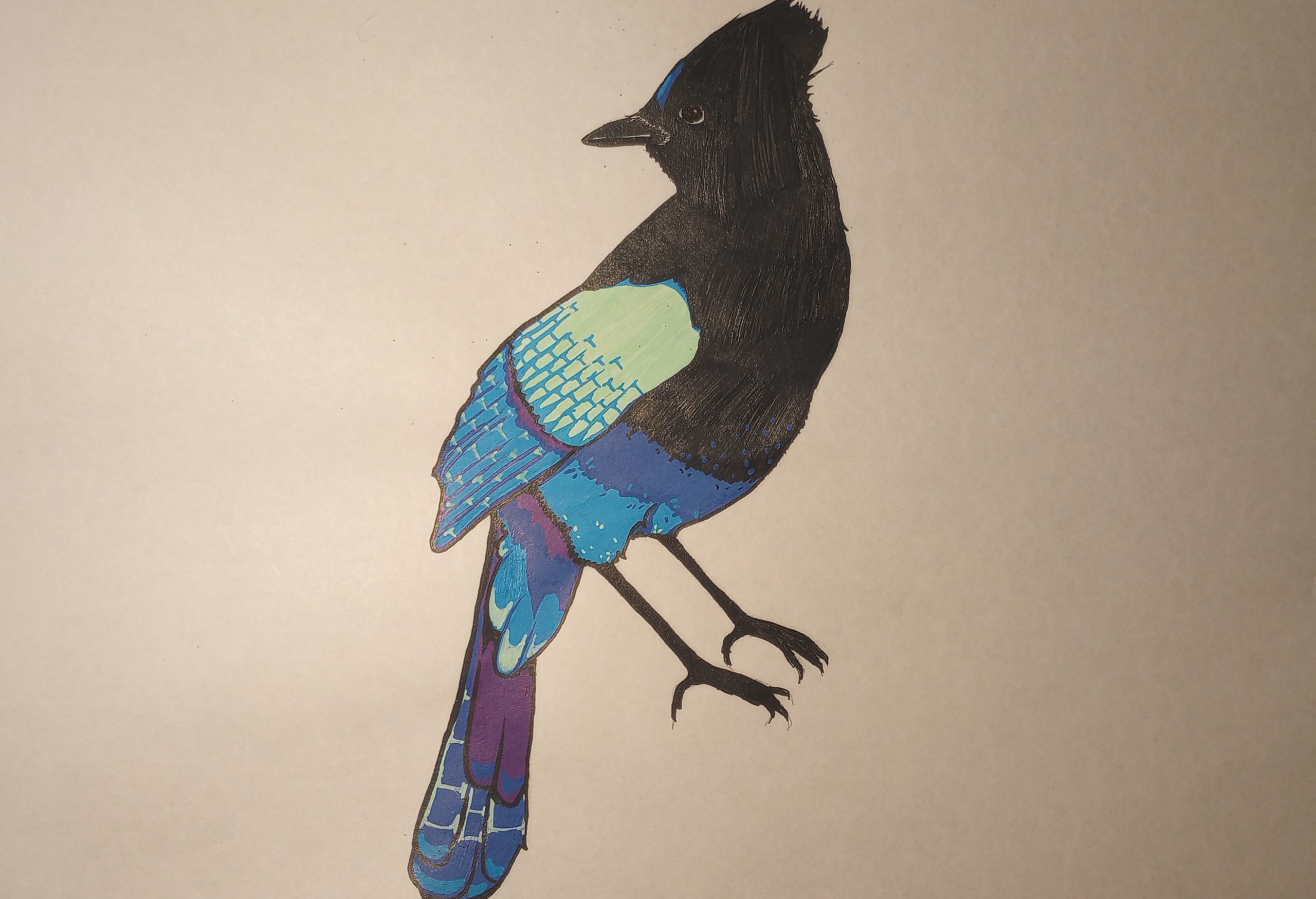 Steller’s Jay (Remake)